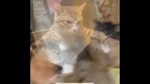 Video 11120341: cats kittens meowing compilation, cat meow kitten pets, kittens meowing compilation funny, kitty