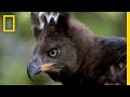 Eagle vs. Water Chevrotain | National Geographic