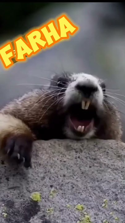 mouse calling name Farha #foryou #trending #new #comedy
