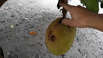 O que se pode fazer com caroço de jaca?