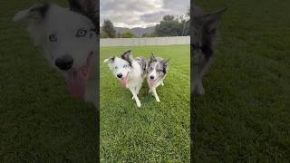 The beginning steps never look pretty! Trust the process #dogtricks