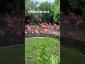Flamingos in #bermuda #travel #msc #wildlife
