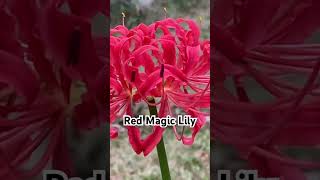 Red Spider Lily #shorts