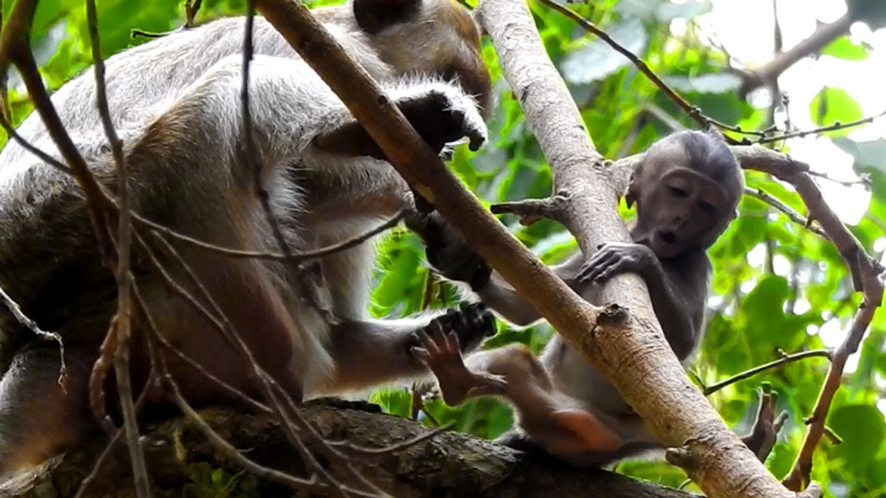 Baby Lori Nearly Fall Down From Banyan Tree| Lori Crying So Loudly and Long Time For Mom Help