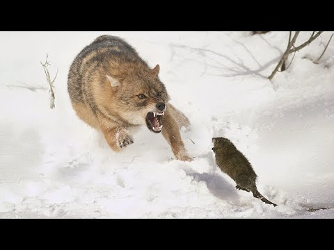 Видео: Агрессивный грызун, который даст отпор даже КОЙОТУ! Ондатра — это вам не бобр!