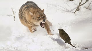 Muskrat! Aggressive rodent that will fight back even a COYOTE!