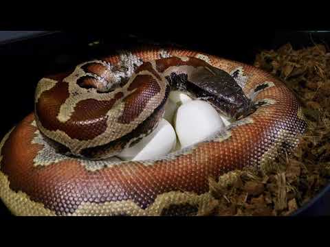 First Blood Python Clutch. CBE Stripe Het T+ X T- Albino!