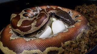 First Blood Python Clutch. CBE Stripe Het T+ X T- Albino! Wealth