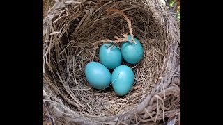 Detailed Robin Eggs Check #8 Details