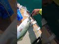 荒ぶるブリの大脱走！ #釣り #shorts #fishing