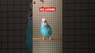 MUHABBET KUŞU ÇAĞIRMA SESİ #muhabbetkuşu #parrot #budgie #bird #love Resimi