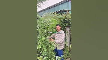 CÙNG TÌM HIỂU VỀ CÂY CÚC TẦN #thuocnam #caythuocnam #thaoduoc #shorts