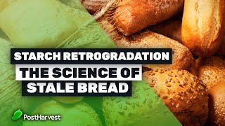 Starch Retrogradation | The Science of Stale Bread