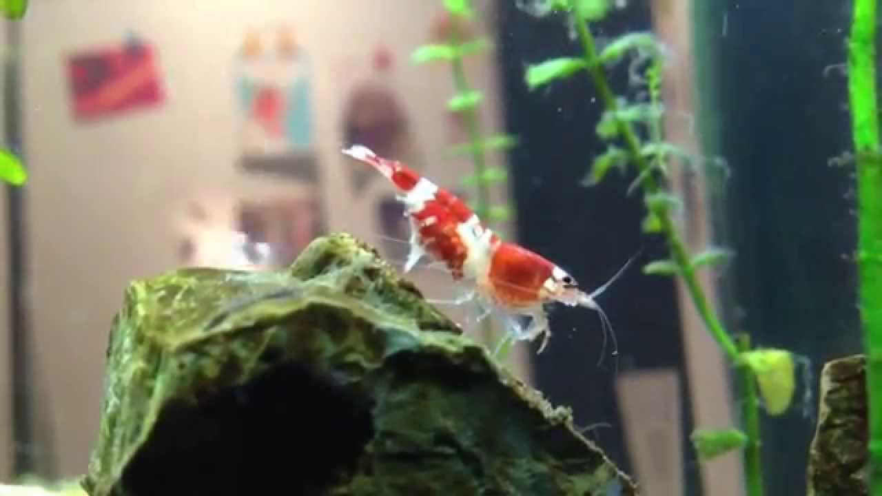 Crystal Red Shrimp Organising Her Eggs YouTube