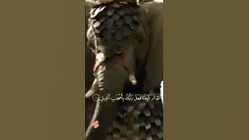 #video عبدالباسط عبدالصمد سوره الفيل قران كريم