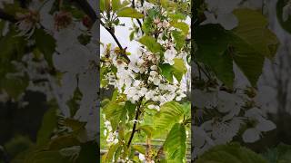 ต้นเชอร์รี่ ฤดูใบไม้ผลิ ?? สวีเดน | Cherry blossoms | Varberg, Sweden ??