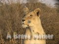 A brave mother.Kgalagadi