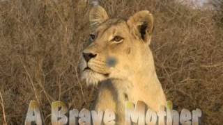 A brave mother.Kgalagadi