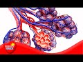 Understanding Gaseous Exchange in the Lungs