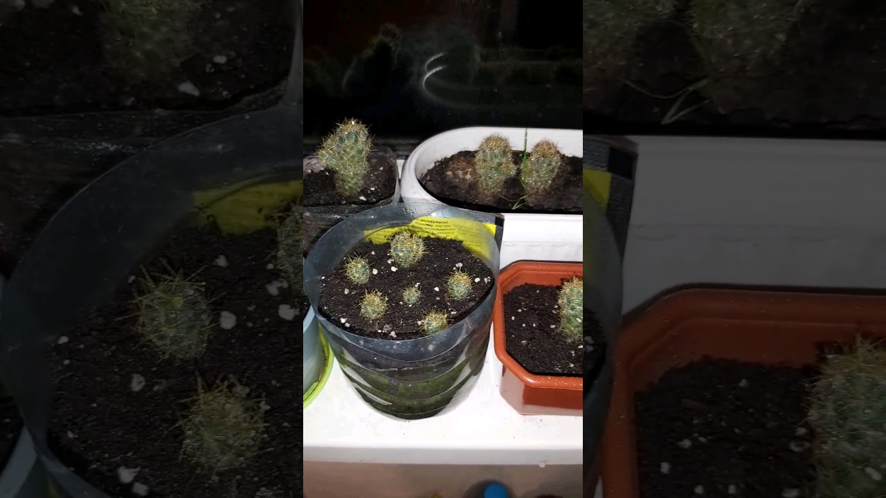 Tour My Cactus Collection