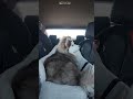 Adorable puppy gets a car ride to the gas station ⛽ 🐕 #cutedog #pomsky #carride #chilling #sayhi