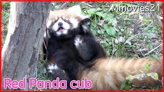 Red Panda cub 華麗な垂直登りレッサーパンダの赤ちゃん