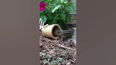 Mimsy enjoys dinner in the garden