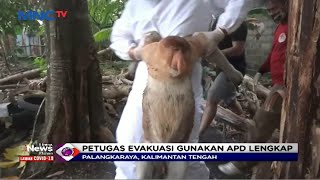 Diduga Kelaparan, Kera Bekantan Masuk Permukiman di Palangka Raya - LIM 17/08