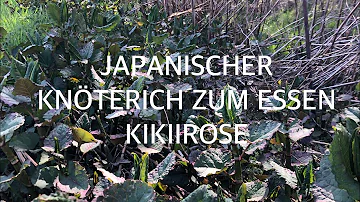 Kann man Japanischen Knöterich essen?