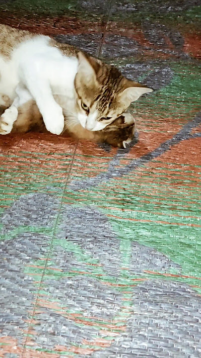 MOM CAT AND BABY PLAYING | #baby #cat #animals #cute |