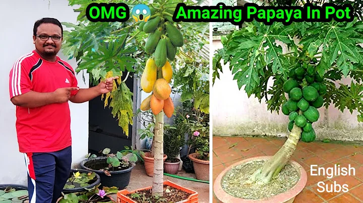 How To Grow Papaya In Pot And Get Lots Of Fruits |   Awesome Papaya Cultivation Technique on Terrace - DayDayNews