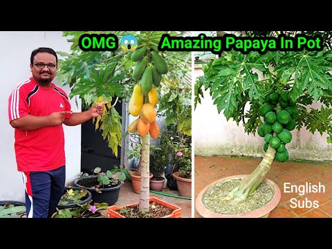 Video: Uvjeti uzgoja papaje - gdje i kako uzgajati voćno drvo papaje