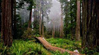 Video voorbeeld van "If A Tree Falls Acoustic  Bruce Cockburn with lyrics"