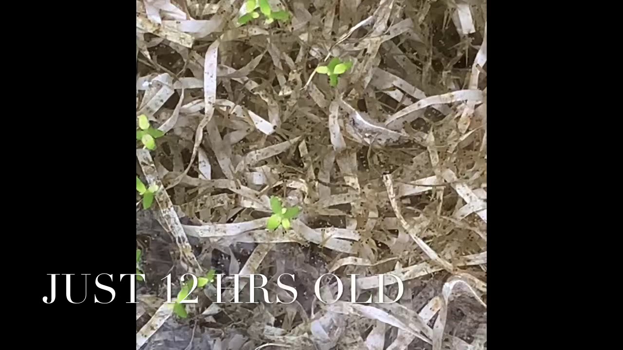 Baby koi growth compare 24hrs to 9 days