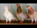 Мраморные бакинские голуби многопёрые на продажу! Тел.: +79614616148 whatsapp.
