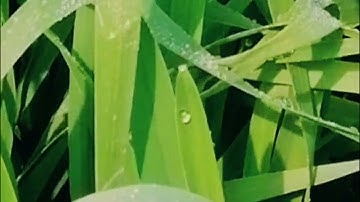 tillering stage of wheat