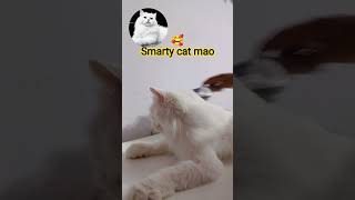 स्मार्ट कौन है मुझसे #smarty #cat #love #fun #dance