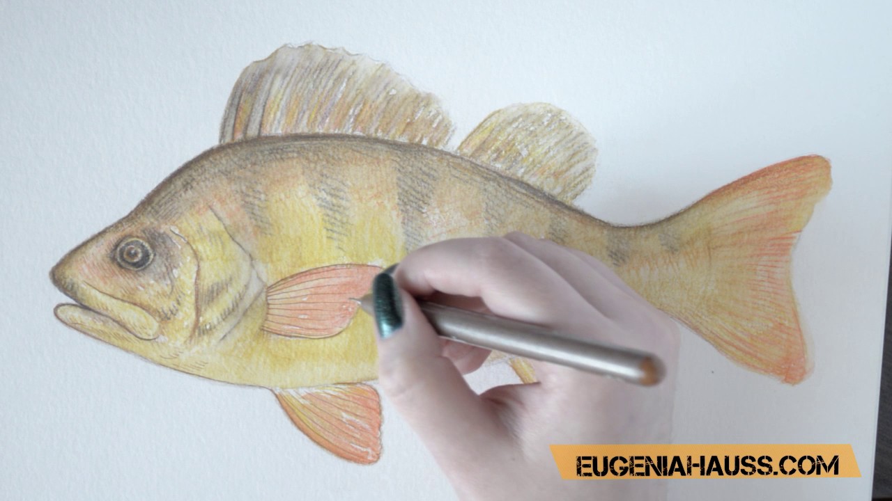 How to Draw a Perch With White Ink on Black Paper