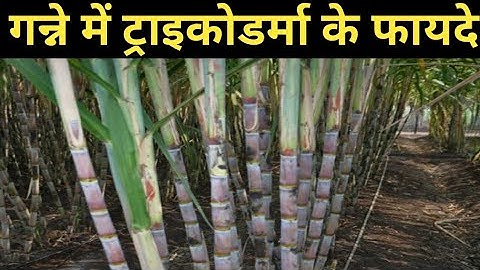 गन्ने में ट्राइकोडर्मा का प्रयोग | ट्राइकोडर्मा के फायदे | Tricoderma | @krishipradhanbharat