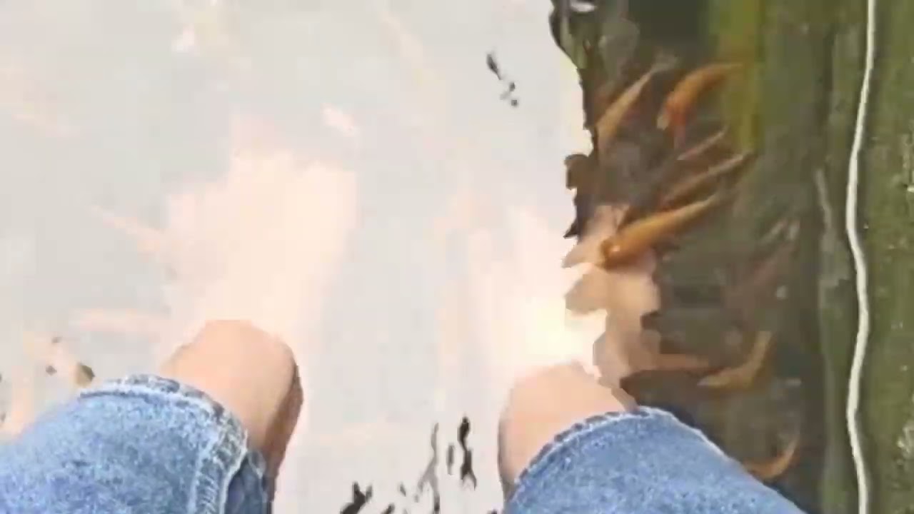 Manfaat ikan terapi nilem utk kolam ikan koi || auto bening air dan sehat-sehat ikan koi dalam kolam