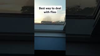 The Best Way to Deal with tiny flies #shorts