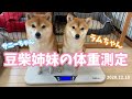 【豆柴女の子のベスト体重は⁉️】豆柴さにらむちゃん #37