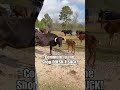 Driving Past Cattle Every Single Day #texas #ranch #mechanic