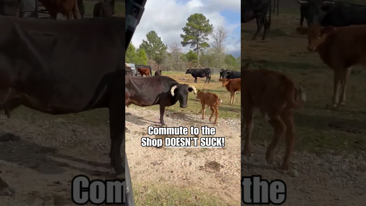 Driving Past Cattle Every Single Day 