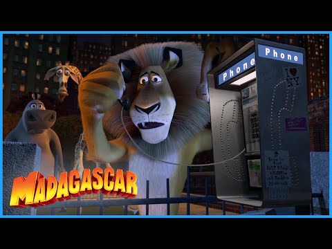 DreamWorks Madagascar | Marty's Escape | Madagascar Movie Clip