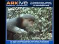 LANGUR JASPEDO