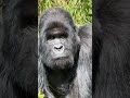 Last Weekend's Close-up Encounter, Face to Face - Eye to Eye with. a wild Gorilla in Bwindi