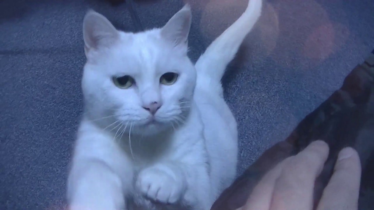 白猫物語19 北の国から蛍と純 優雅 Cute Cat Funny Cat Youtube