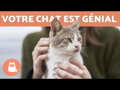 Vidéo: 10 raisons pour lesquelles les chats sont géniaux