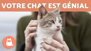 15 raisons qui expliquent pourquoi votre chat est génial